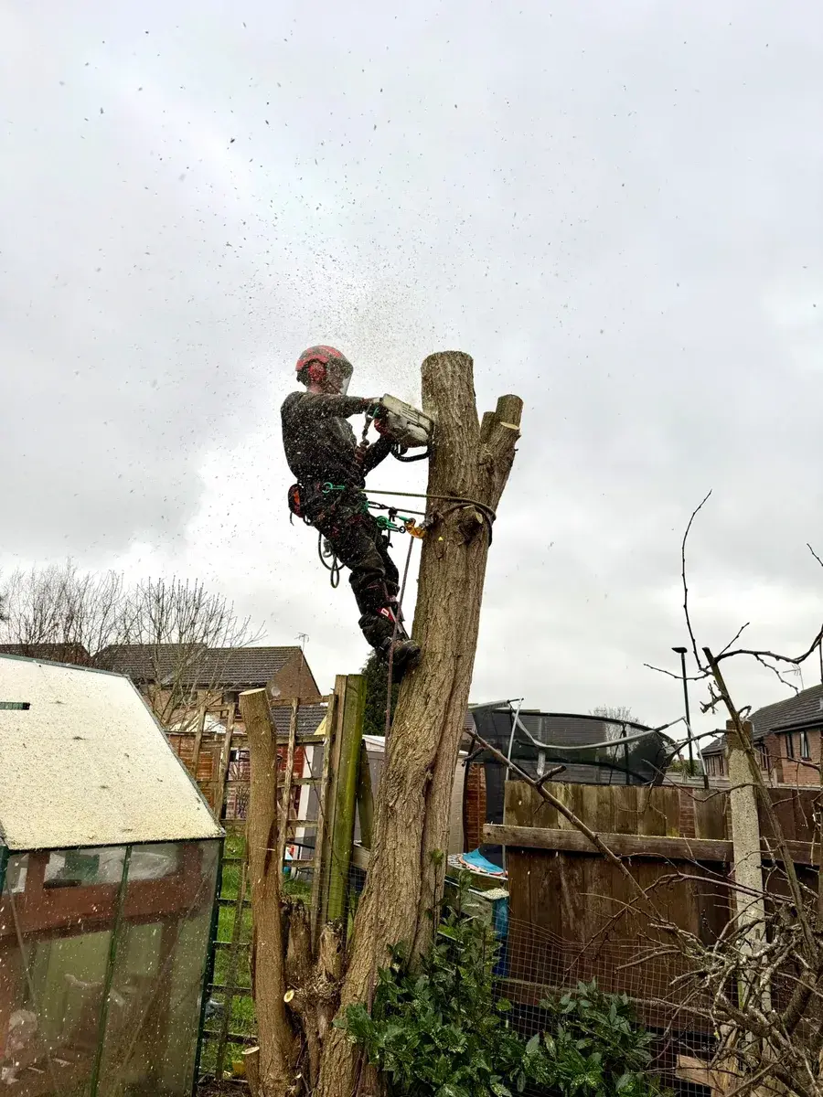 Tree Surgeons in Northleach