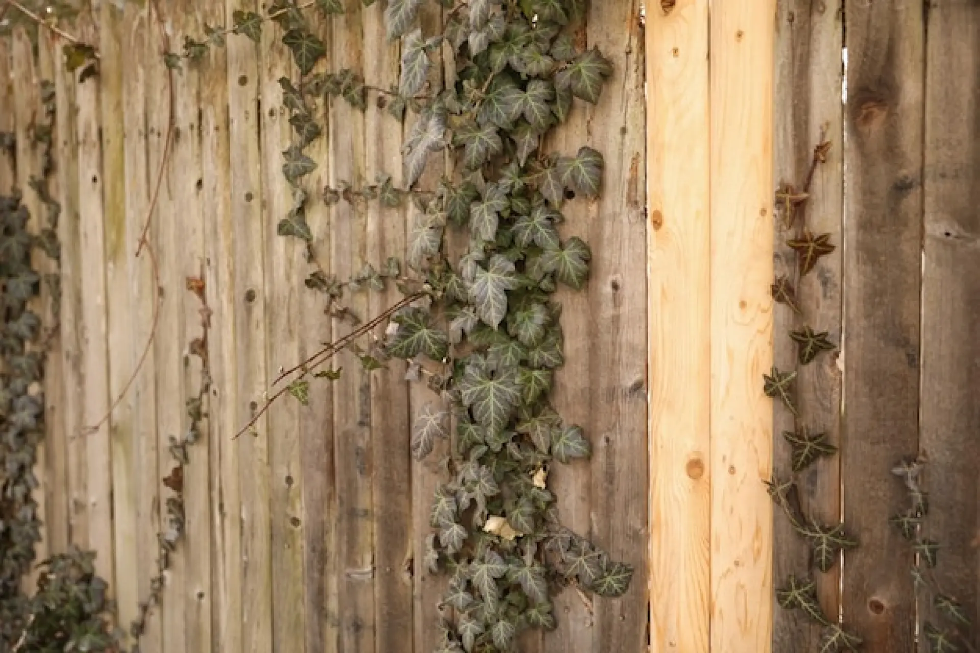 Timber Garden Fencing Installers | Chorley, Preston, Bolton