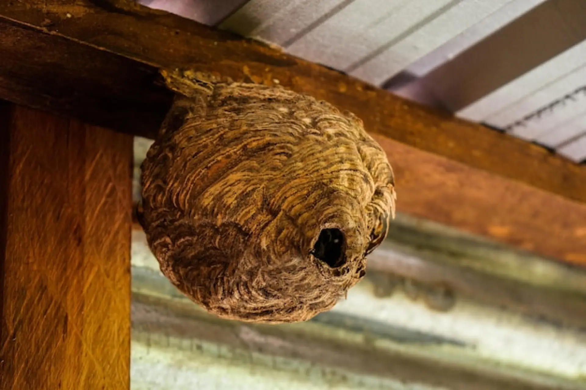 Safe and Effective Wasp Nest Removal Edinburgh, Leith, Stockbridge