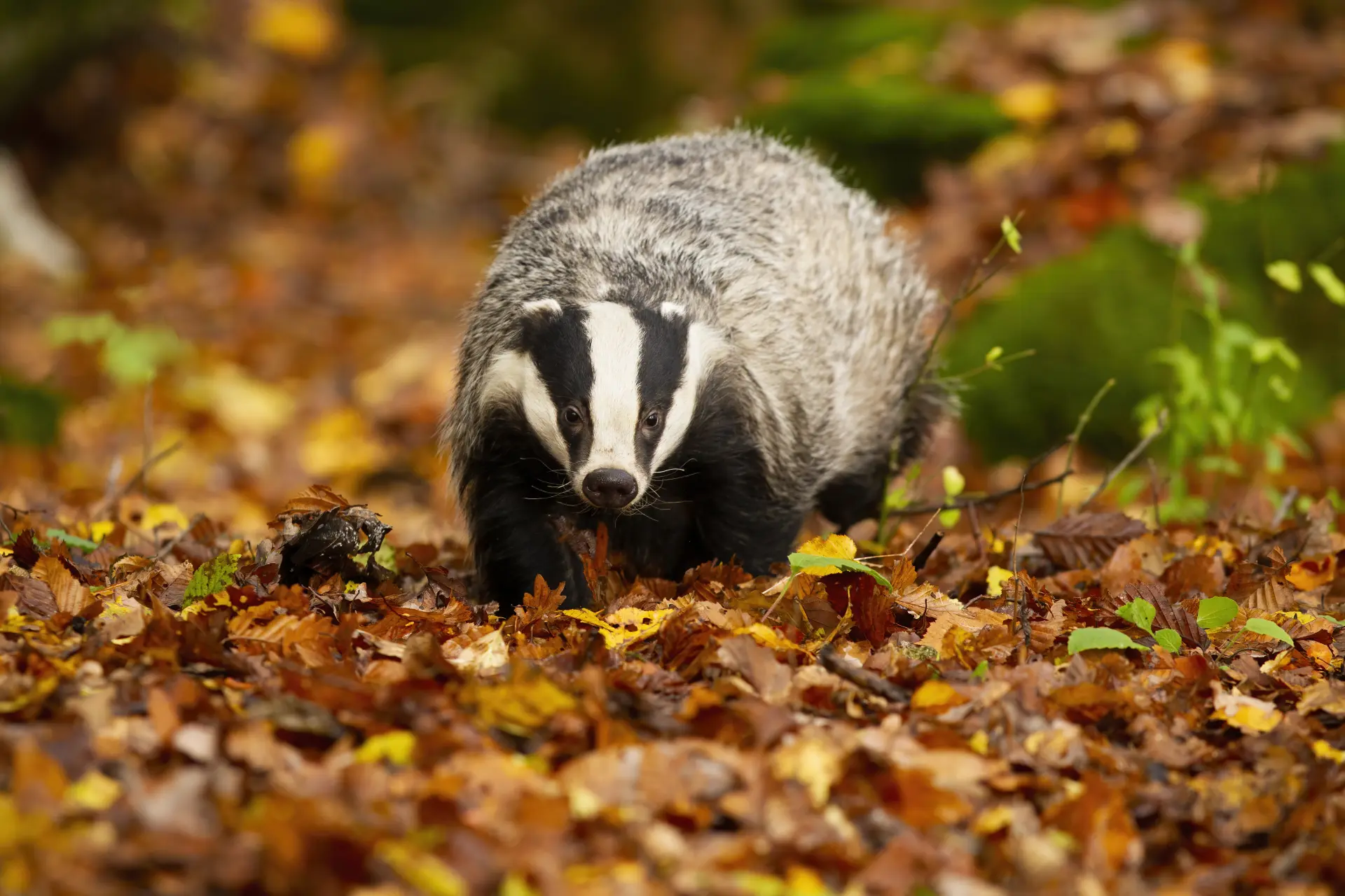 Badger