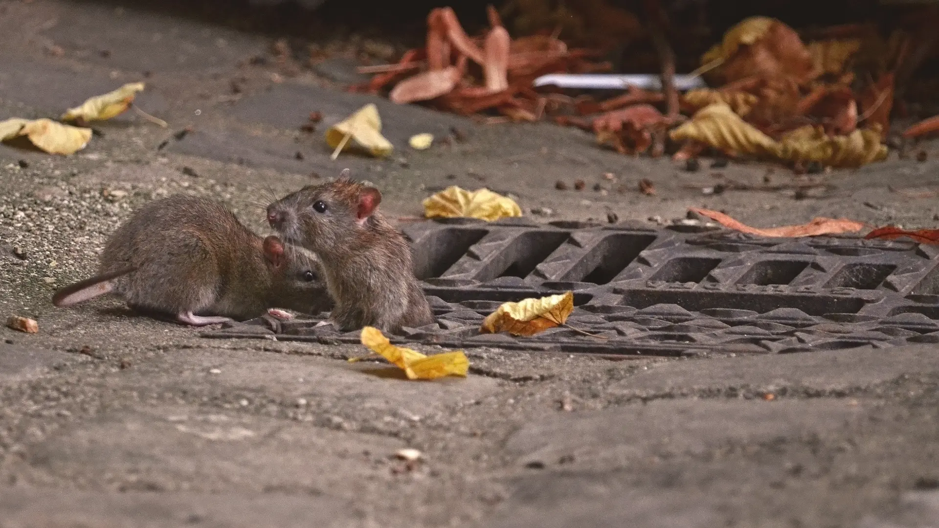 The Dangers of Ignoring a Rodent Infestation The Dangers of Ignoring a Rodent Infestation