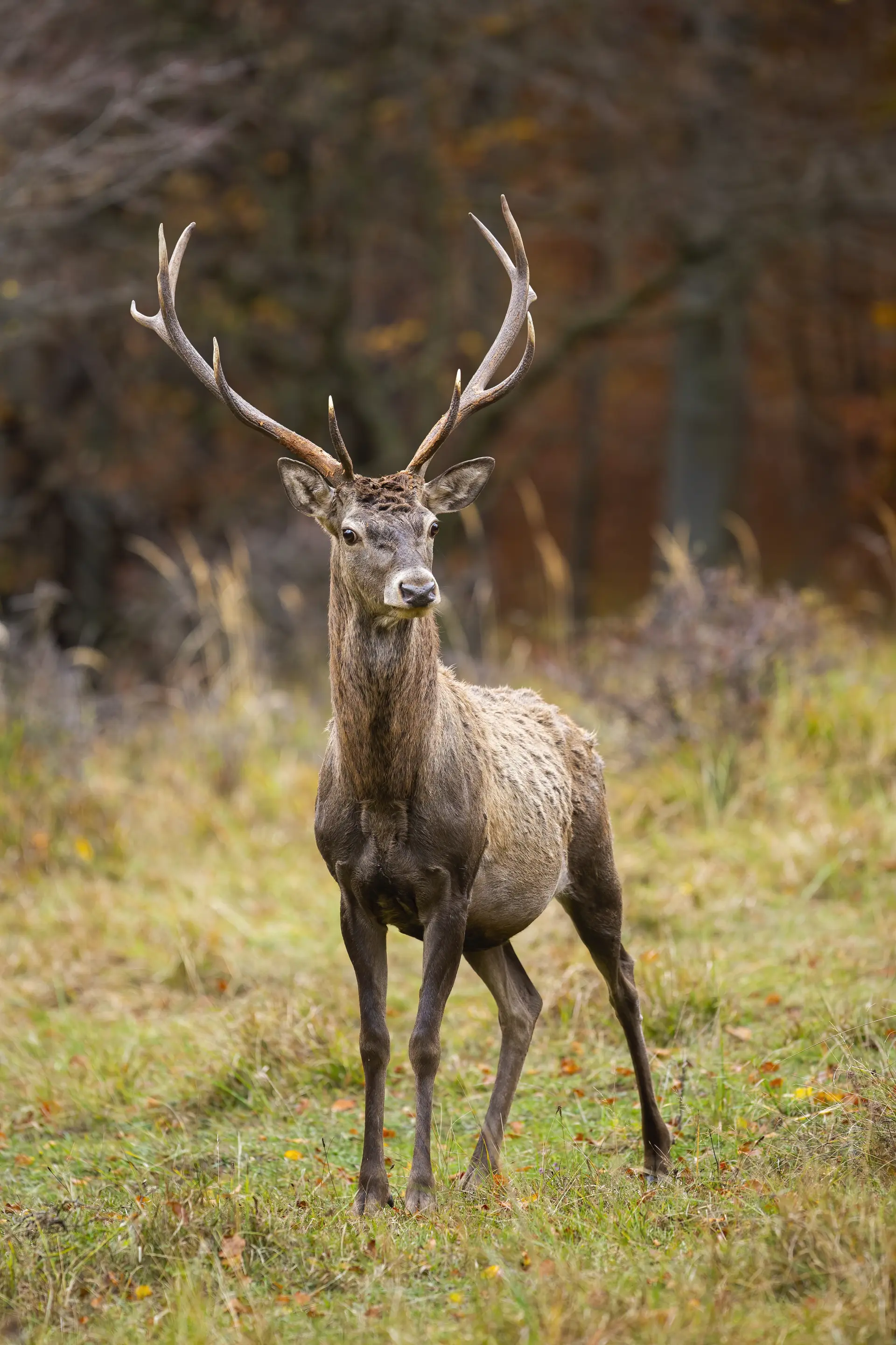 Deer