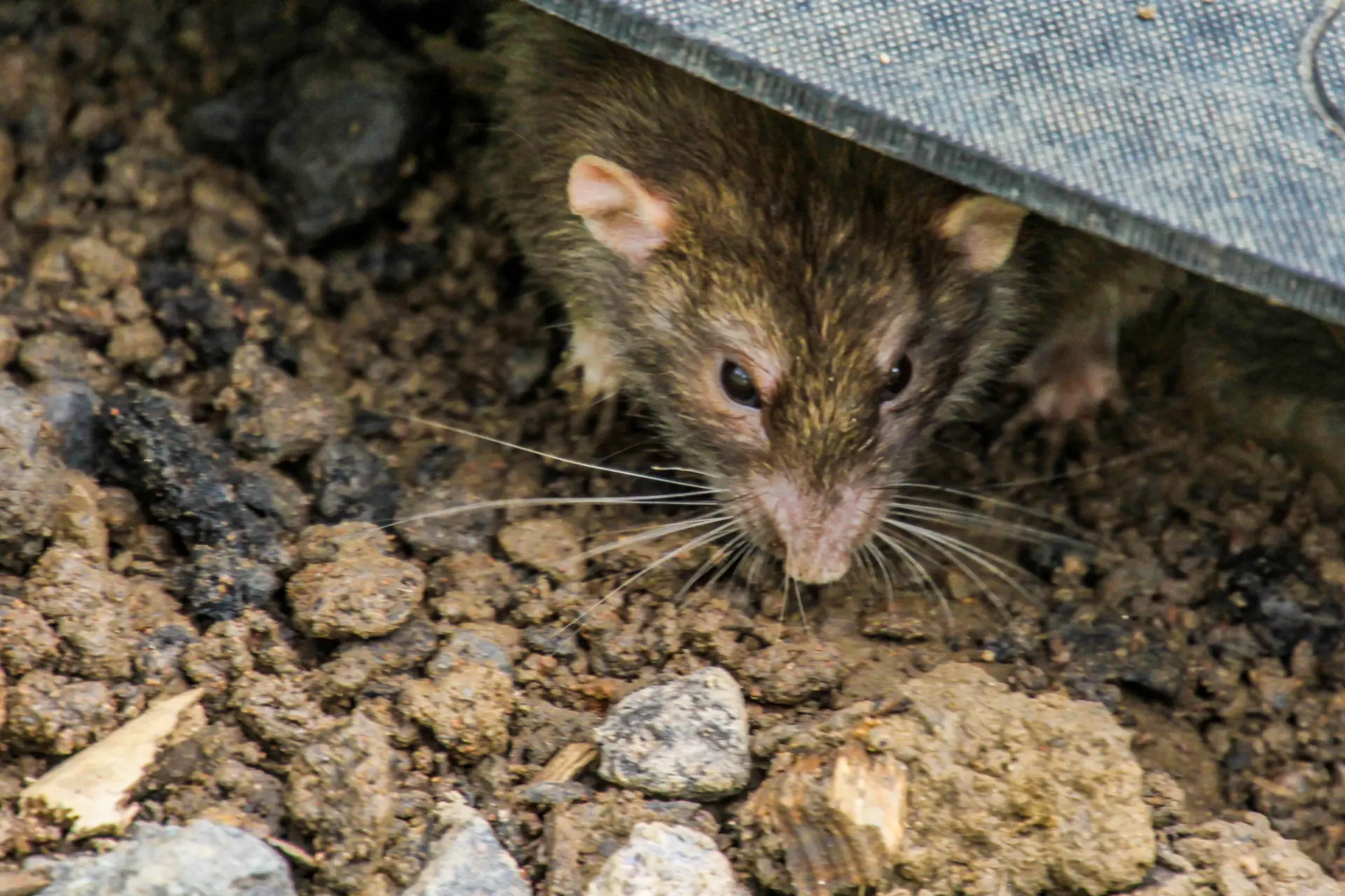Currie Pest Control Company