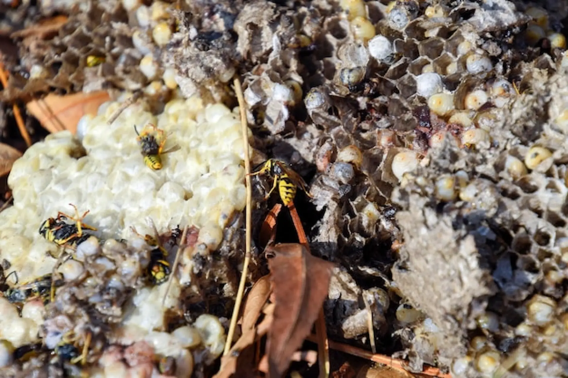Wasp Removal Services Edinburgh, Leith, Stockbridge: Solutions to Wasp Infestations