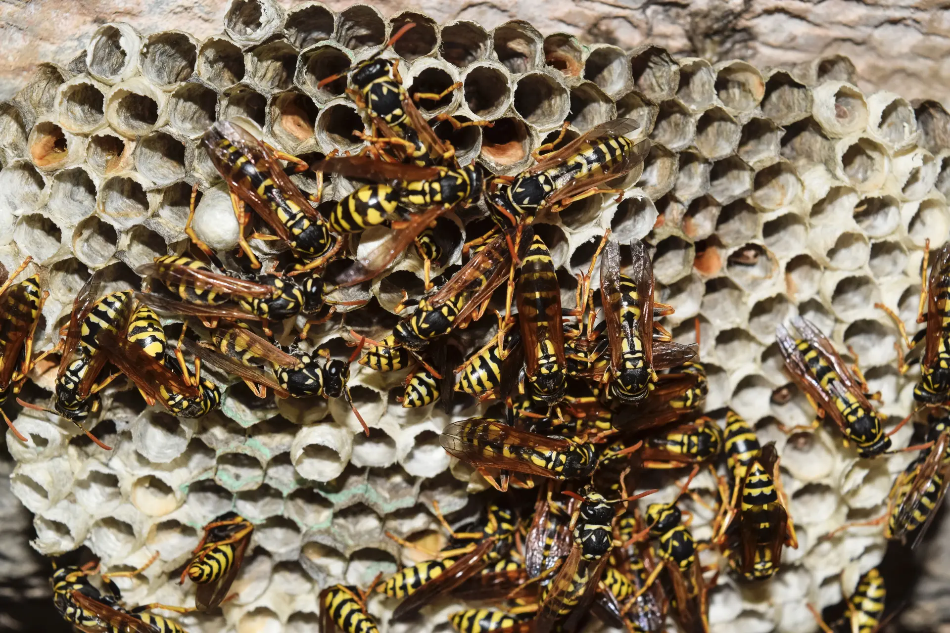 Wasp Nest Removal Currie