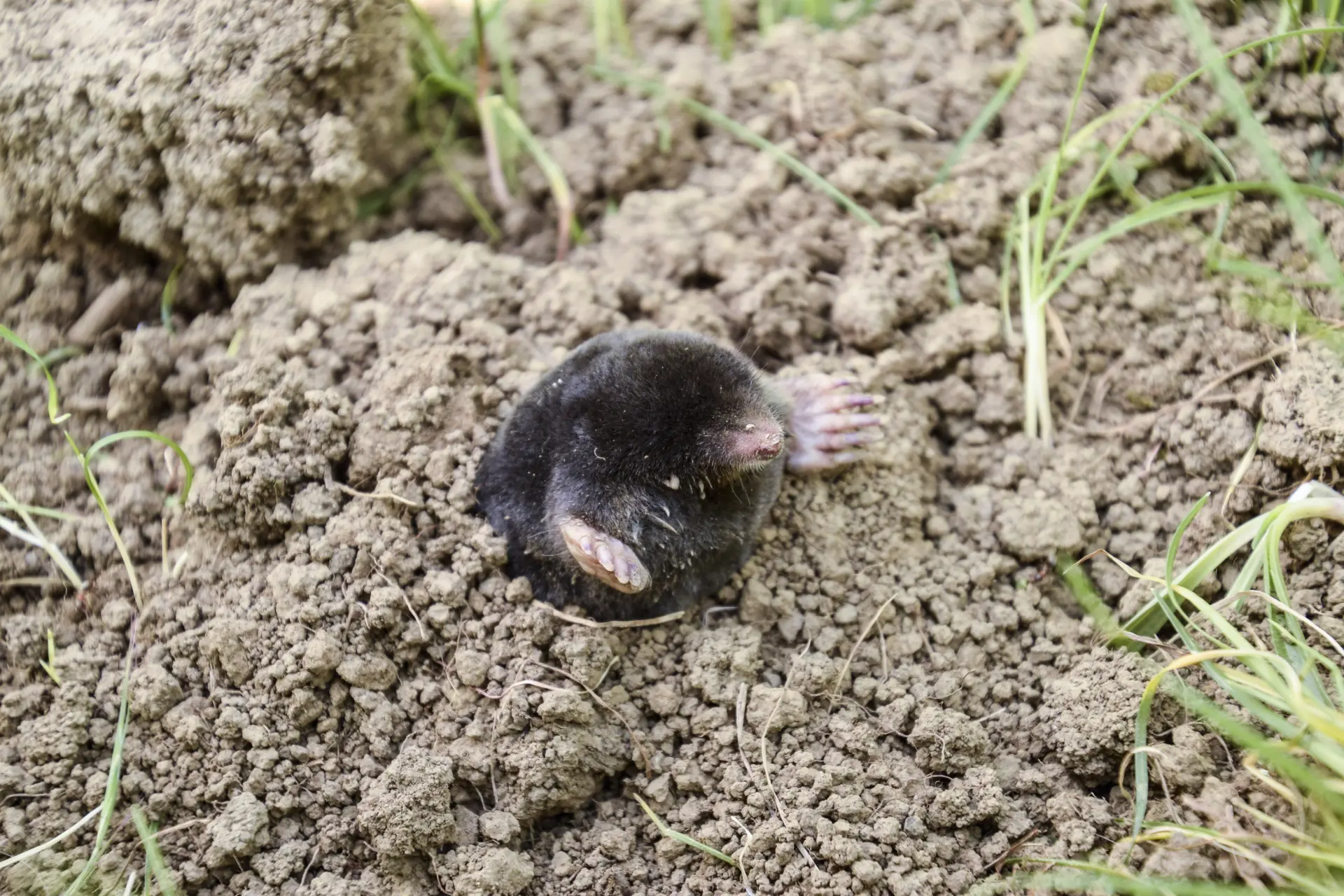 Mole Control Edinburgh, Leith, Stockbridge