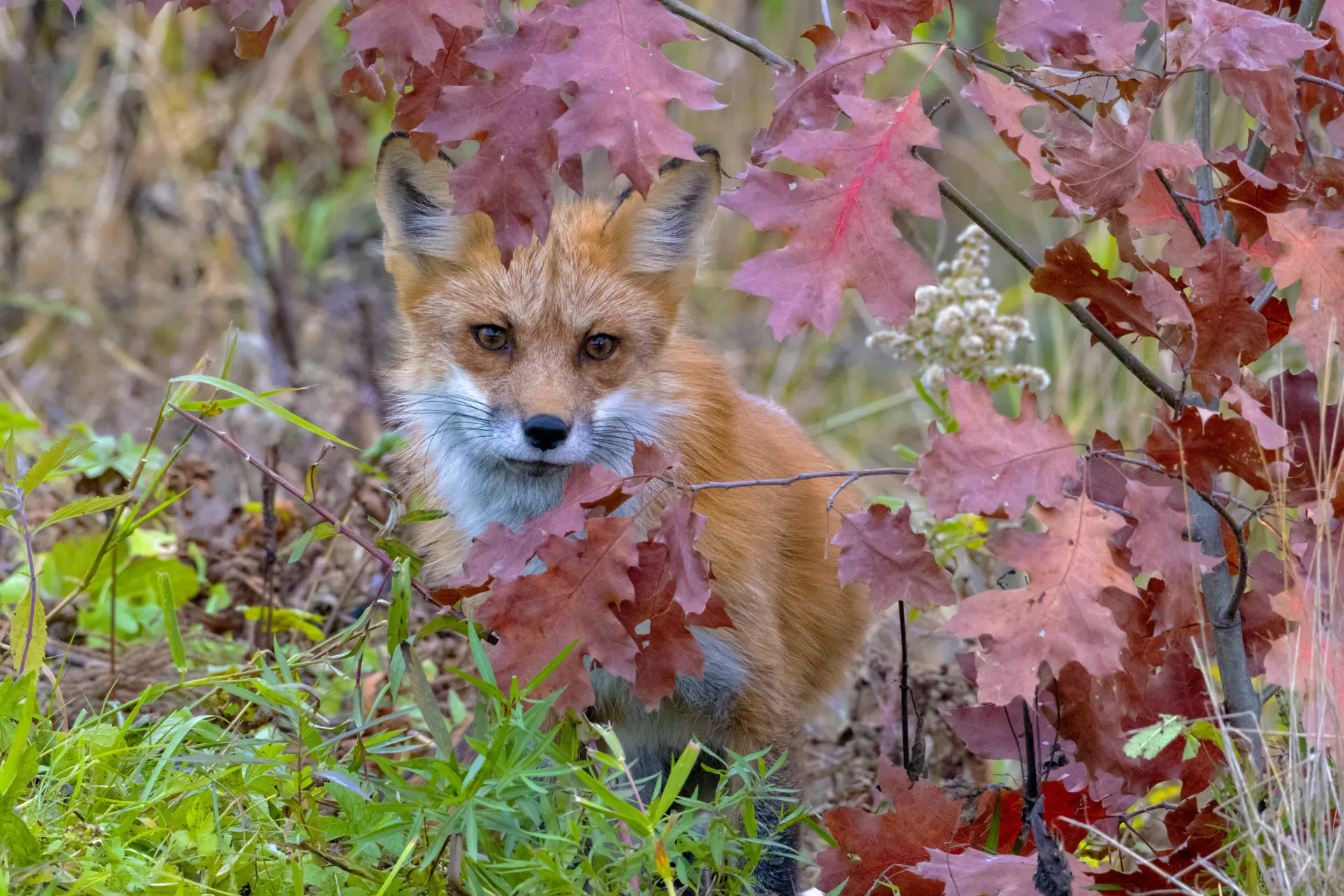 Fox Control