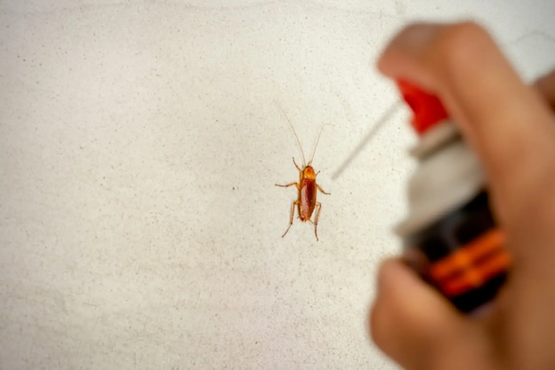 Commercial and Domestic Pest Control Edinburgh