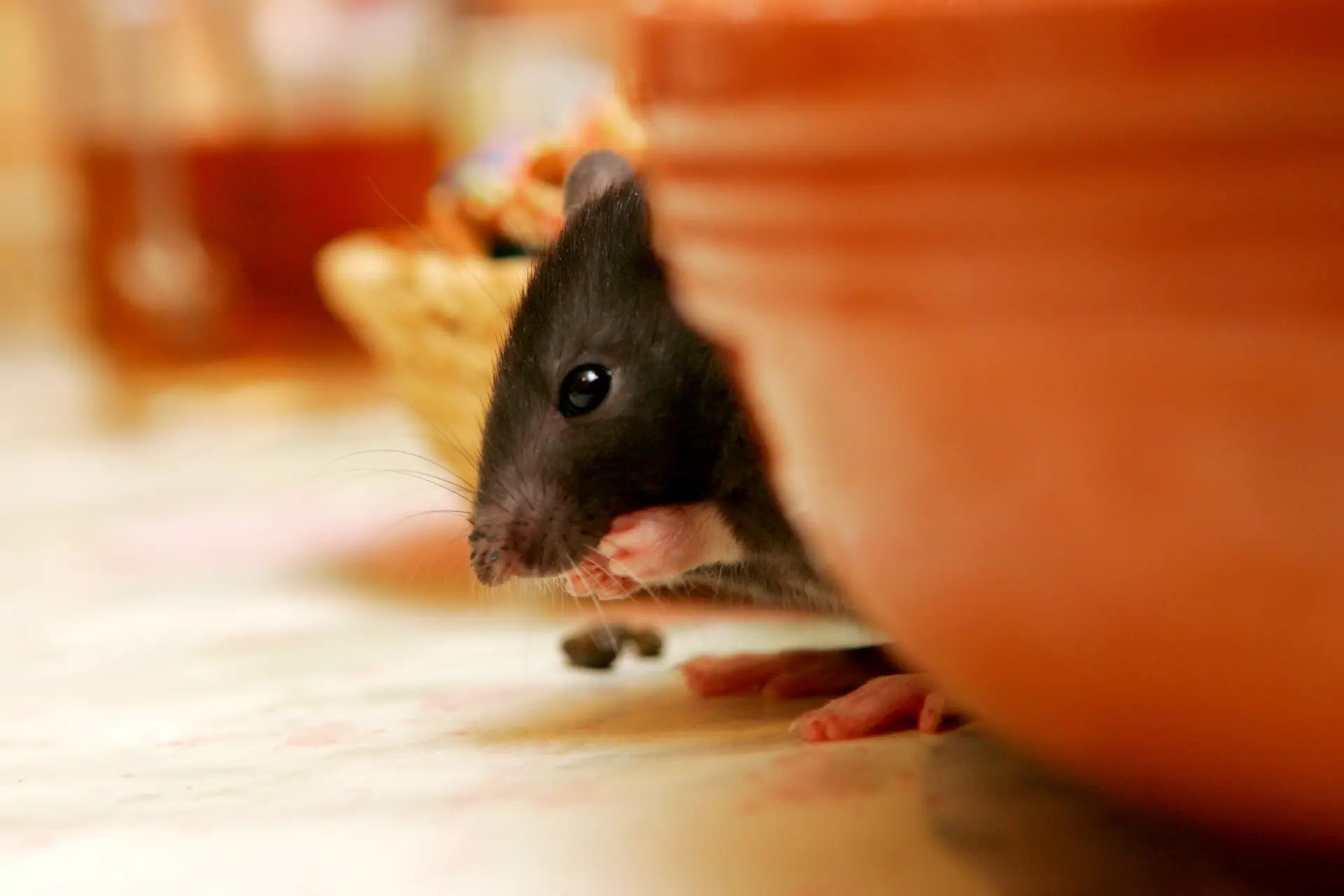 Rodent-Proofing Your Home A Complete Guide Rodent-Proofing Your Home A Complete Guide