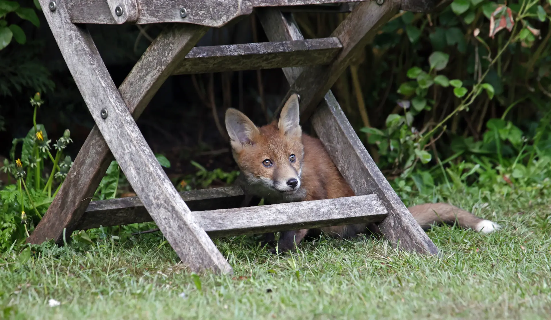 Fox Control Services Edinburgh, Leith, Stockbridge