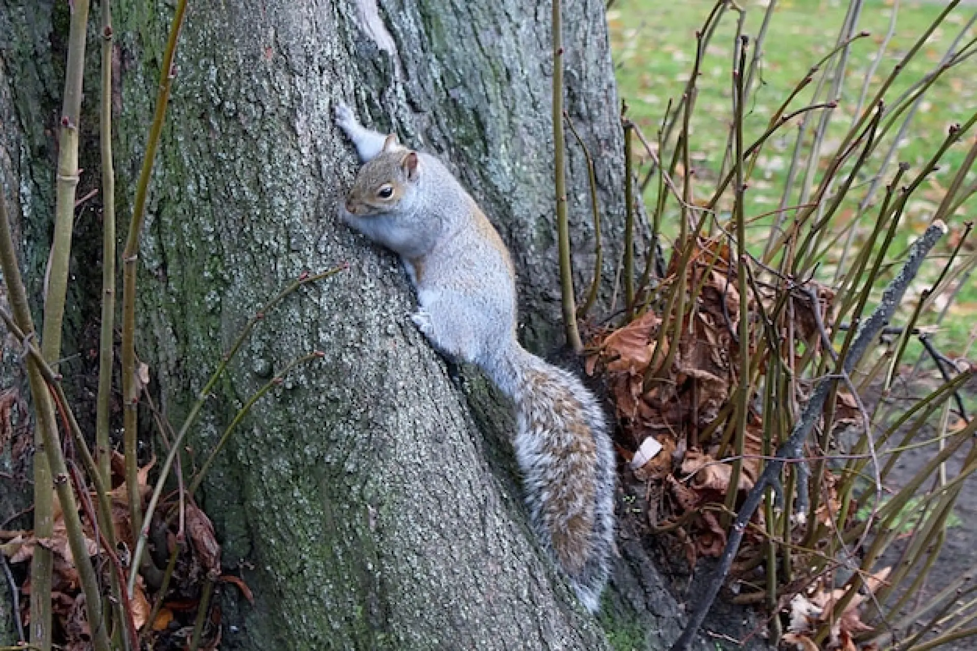 Squirrel Control Services in Edinburgh, Leith, Stockbridge
