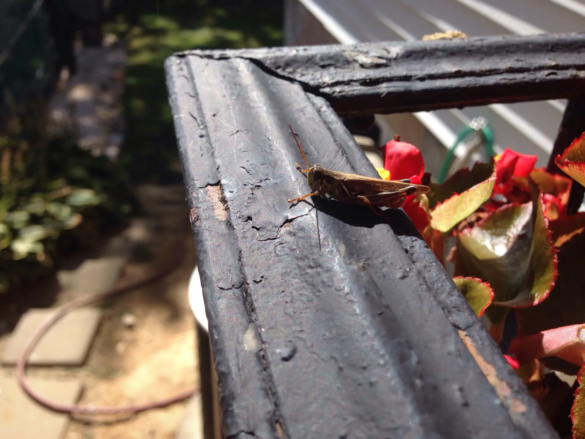 Pests and Insects - What Happens If You Don’t Clean Your Gutters?