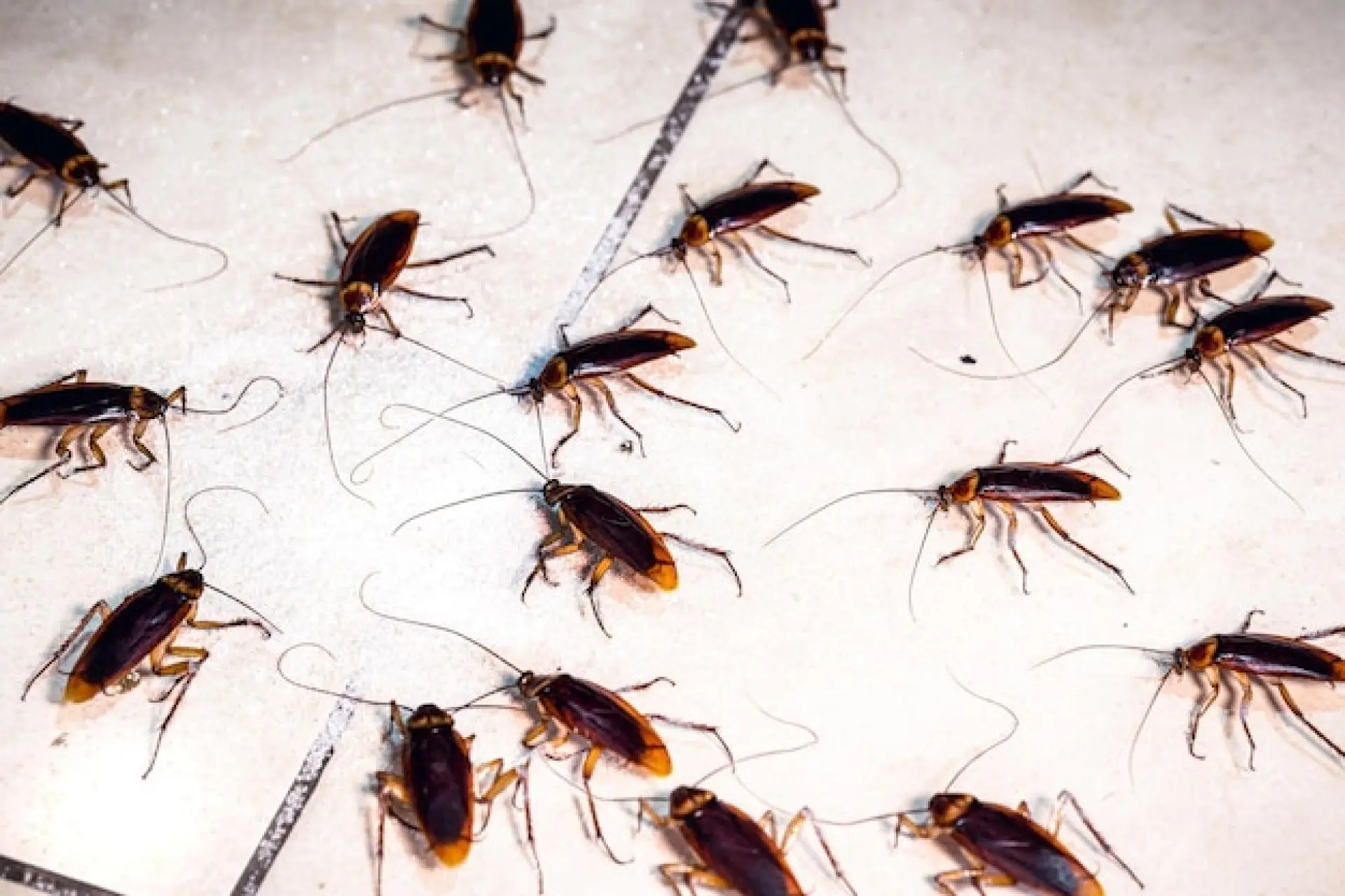 Get A Pest Control Quote in Portsmouth