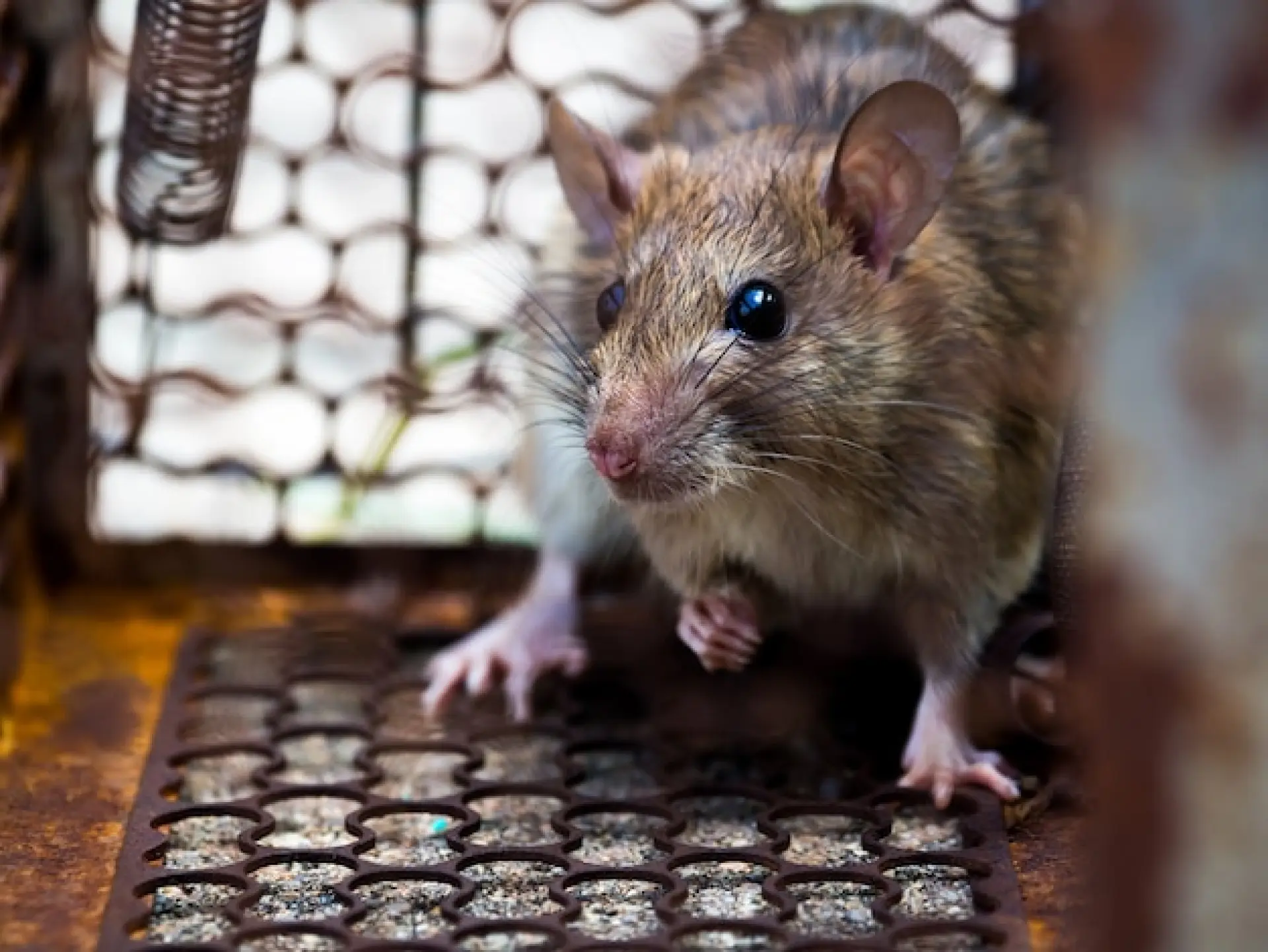 Rat Control Portsmouth 