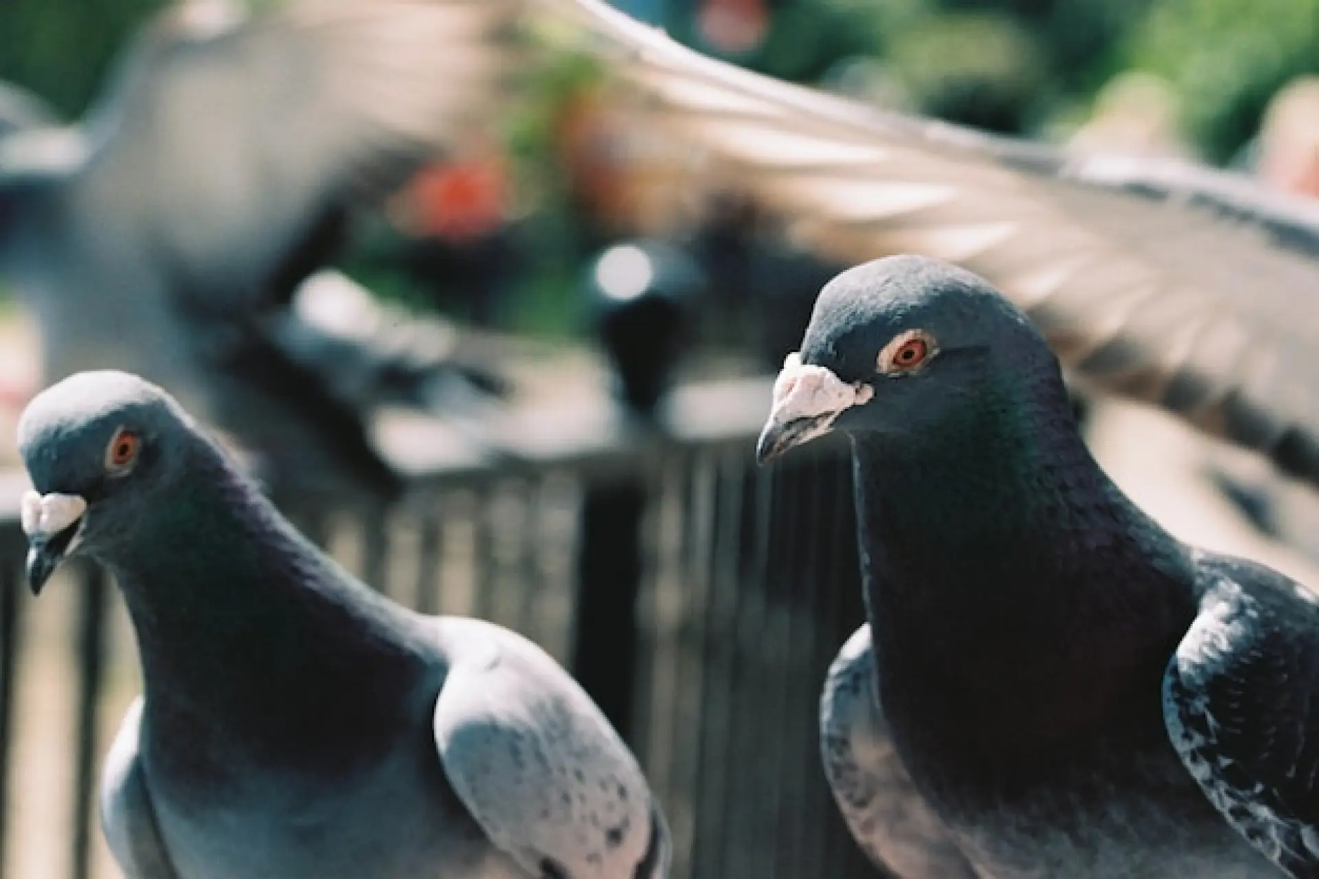 Bird Control Portsmouth 