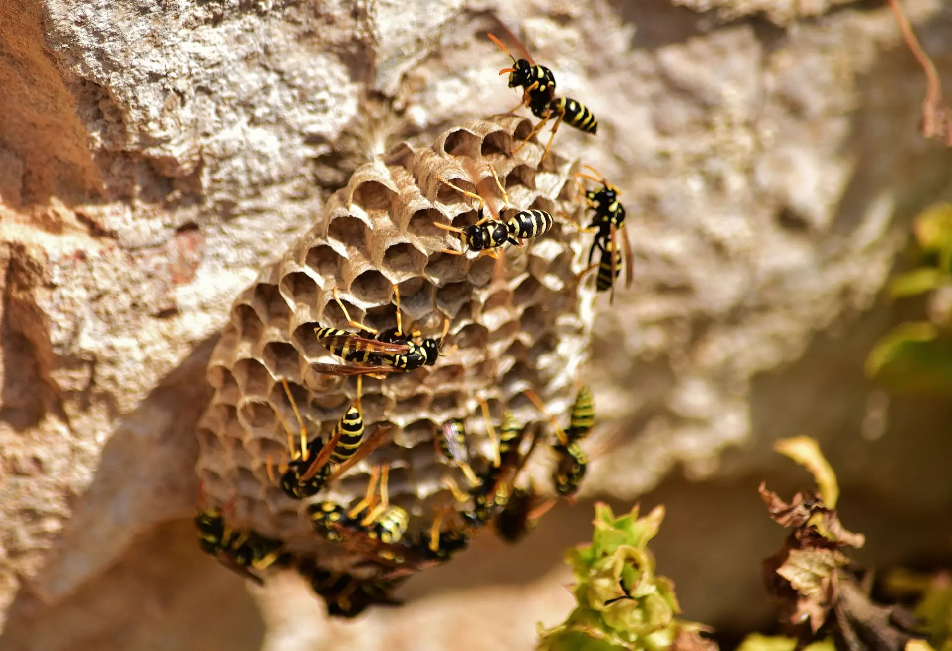 Domestic wasp nest removal
