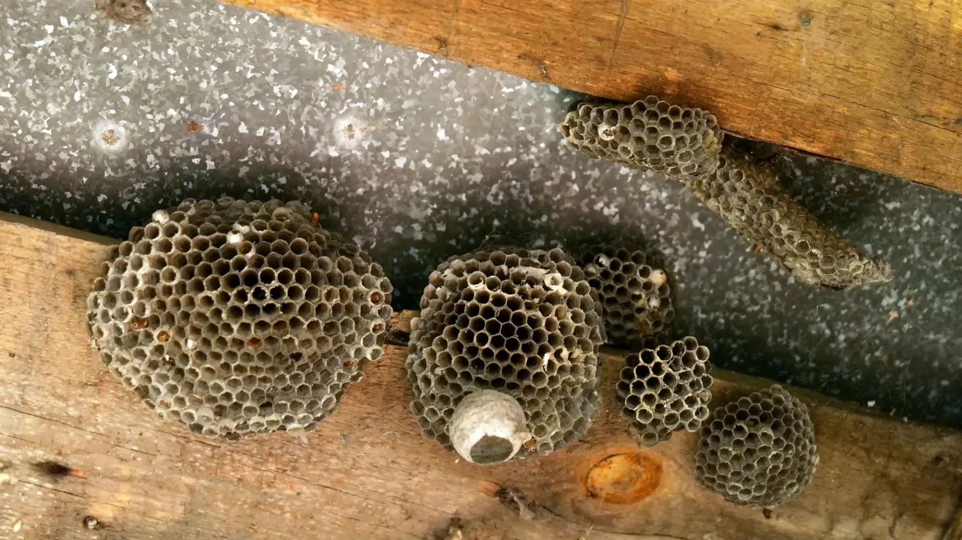 Roof and loft wasp nest removal