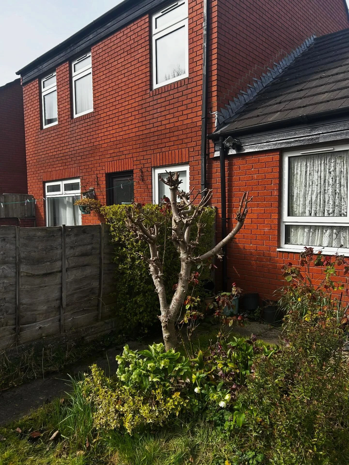 Shrub pruned back beside a brick house