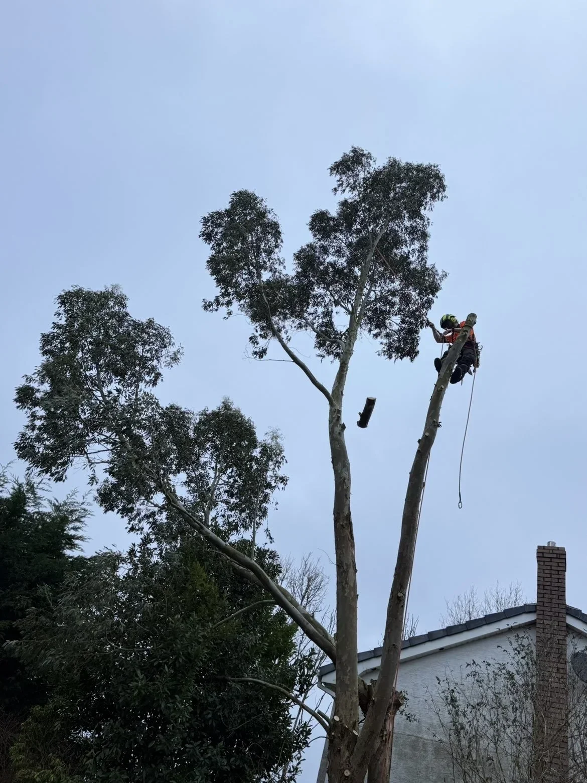 Arborist climbing a tall eucalyptus during a tree removal