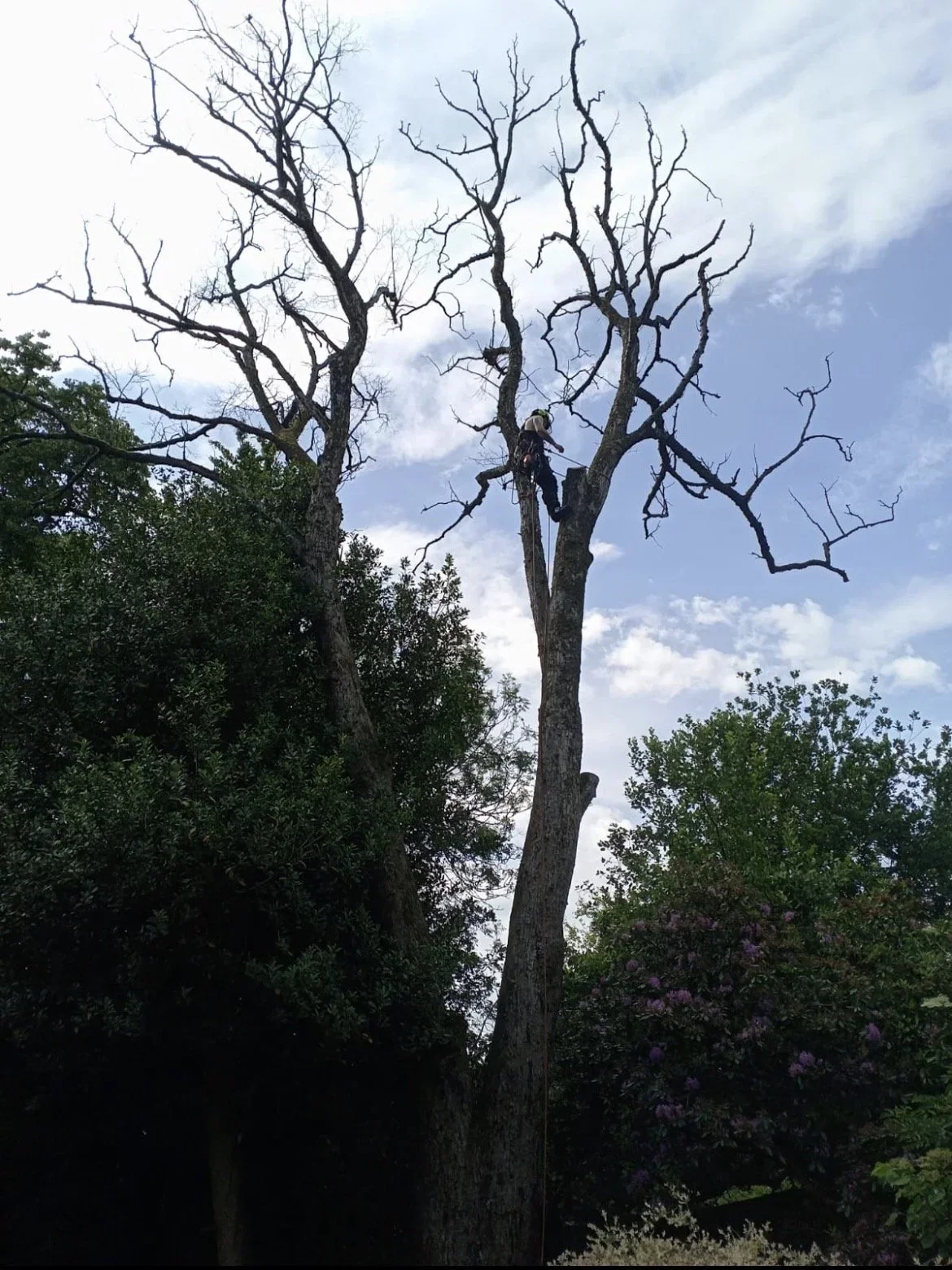 Climber dismantling a dead tree from the top