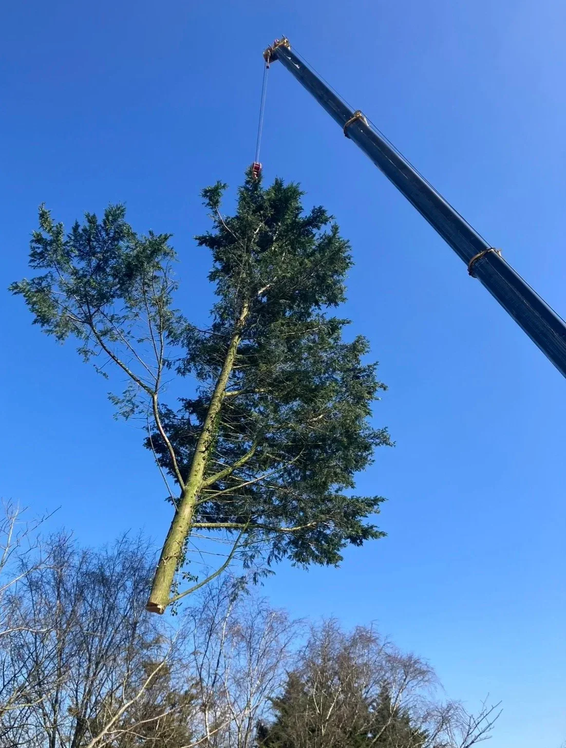 Crane lifting a conifer section during a tree removal
