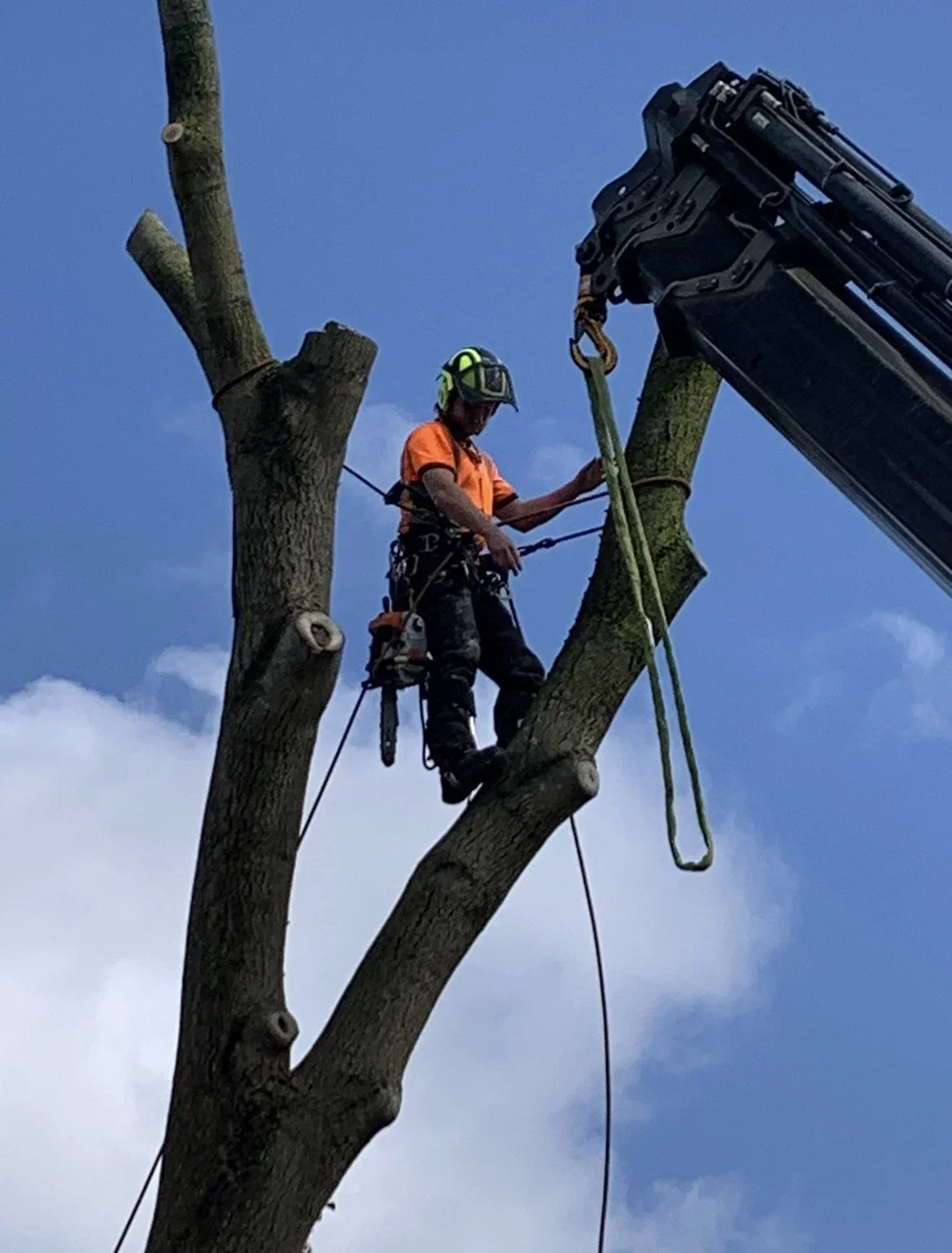 Arborist working at height beside a crane during a removal