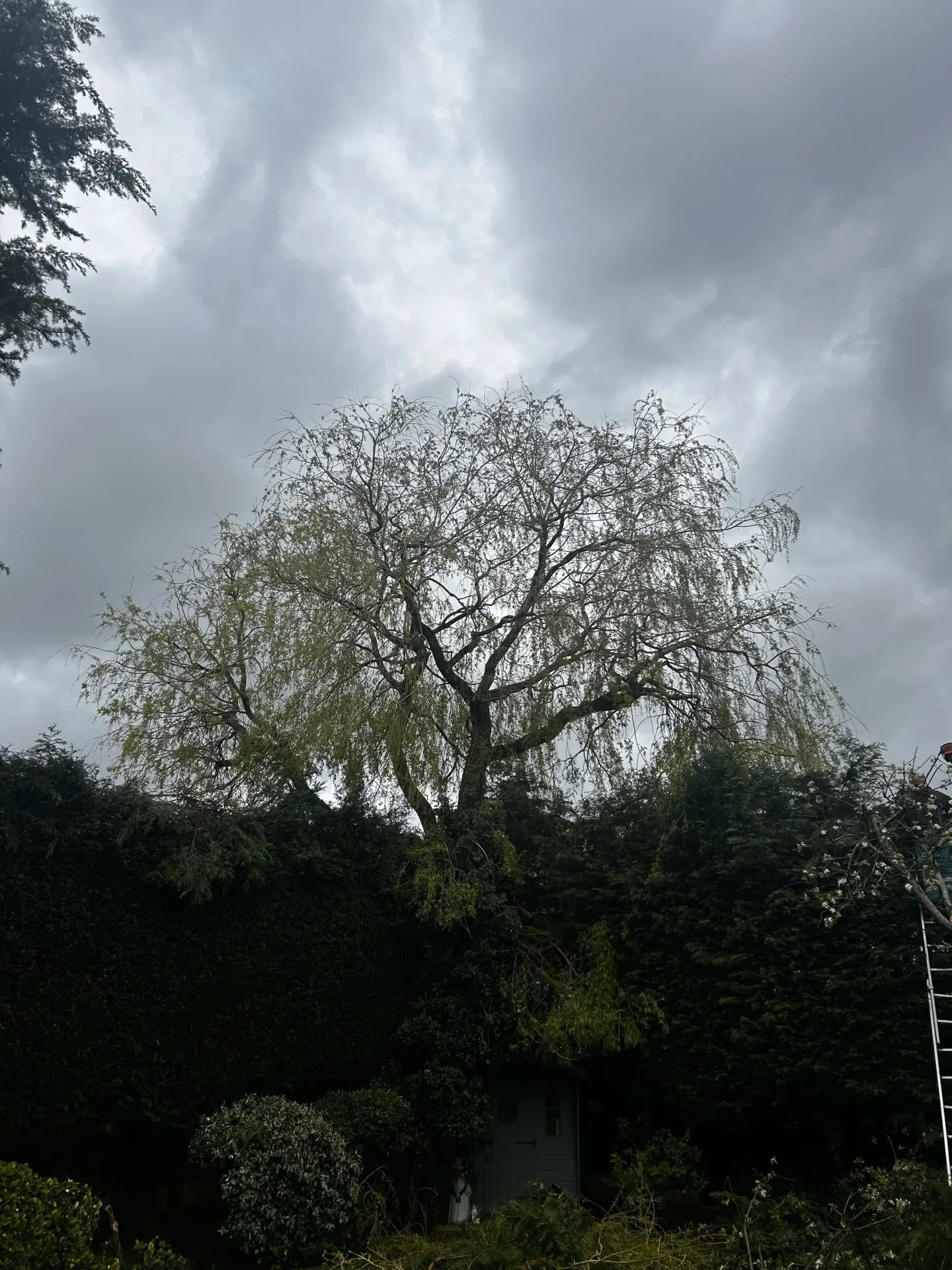 Mature weeping willow in a garden