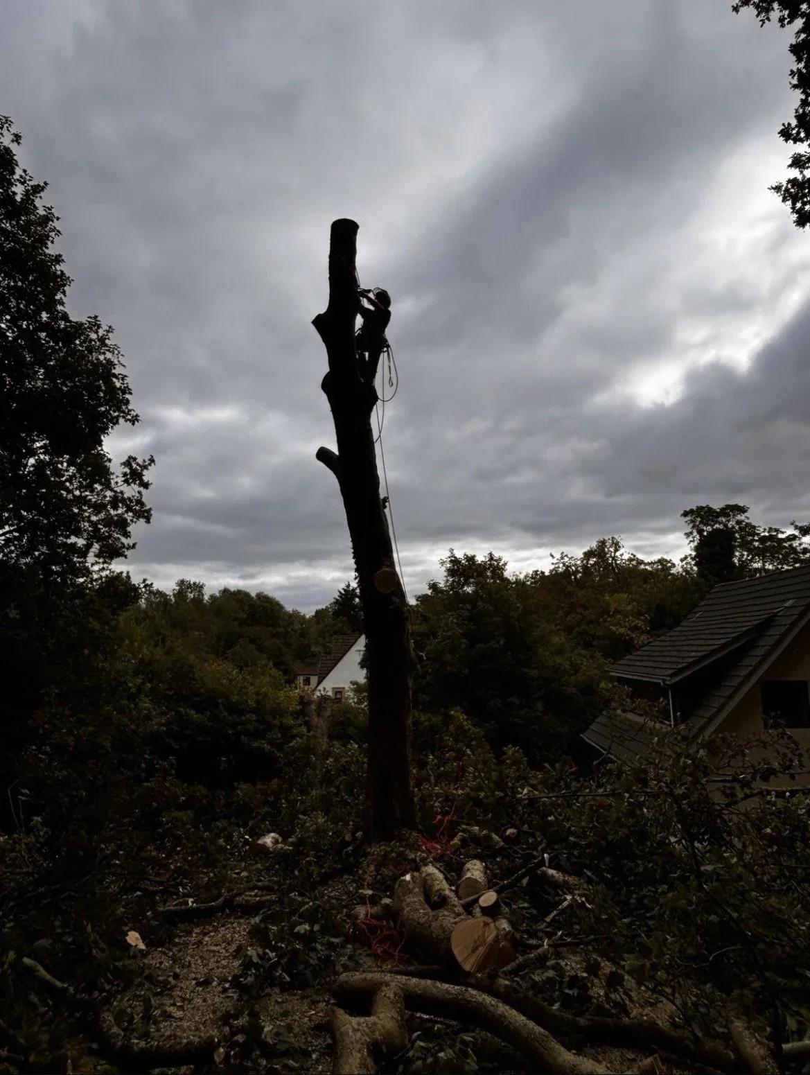 Tree trunk taken down to a tall stem with cut timber below
