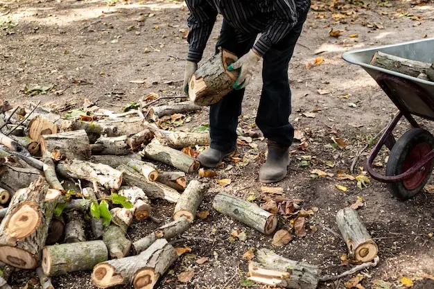Cut timber being collected beside a garden wheelbarrow