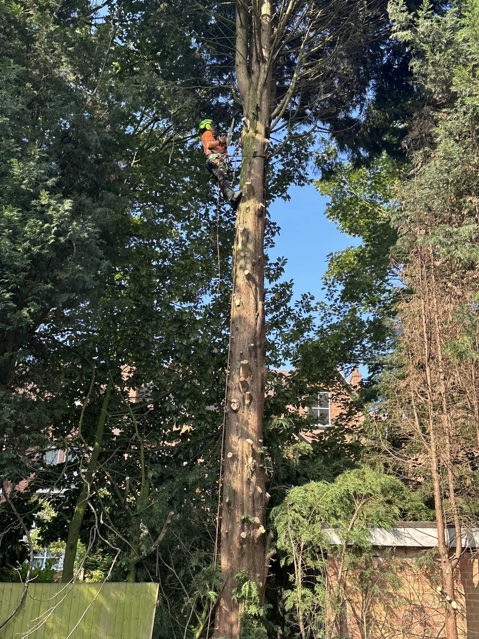 How Tree Surgeons Keep Trees Healthy