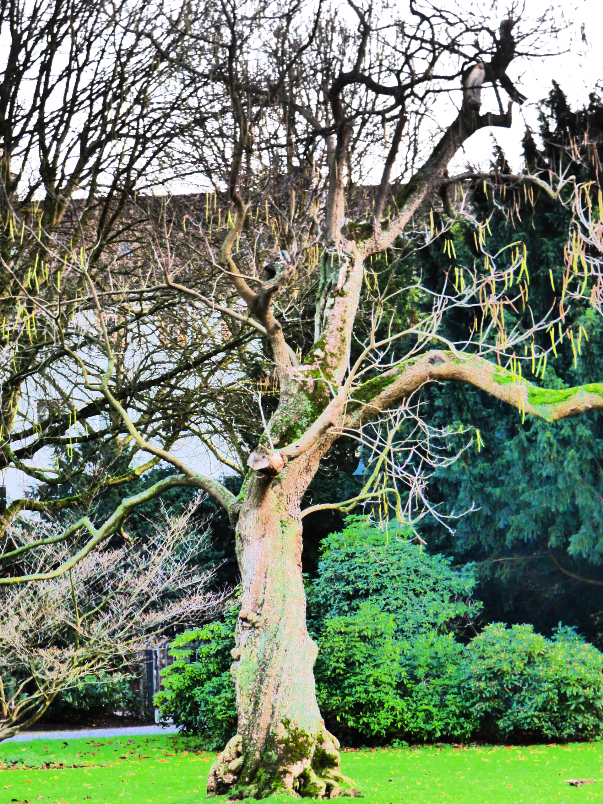 How Tree Surgery Can Improve Property Value How Tree Surgery Can Improve Property Value