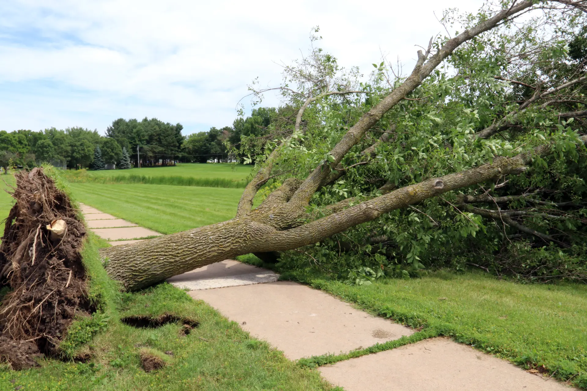Storm Damage - When to Call a Tree Surgeon