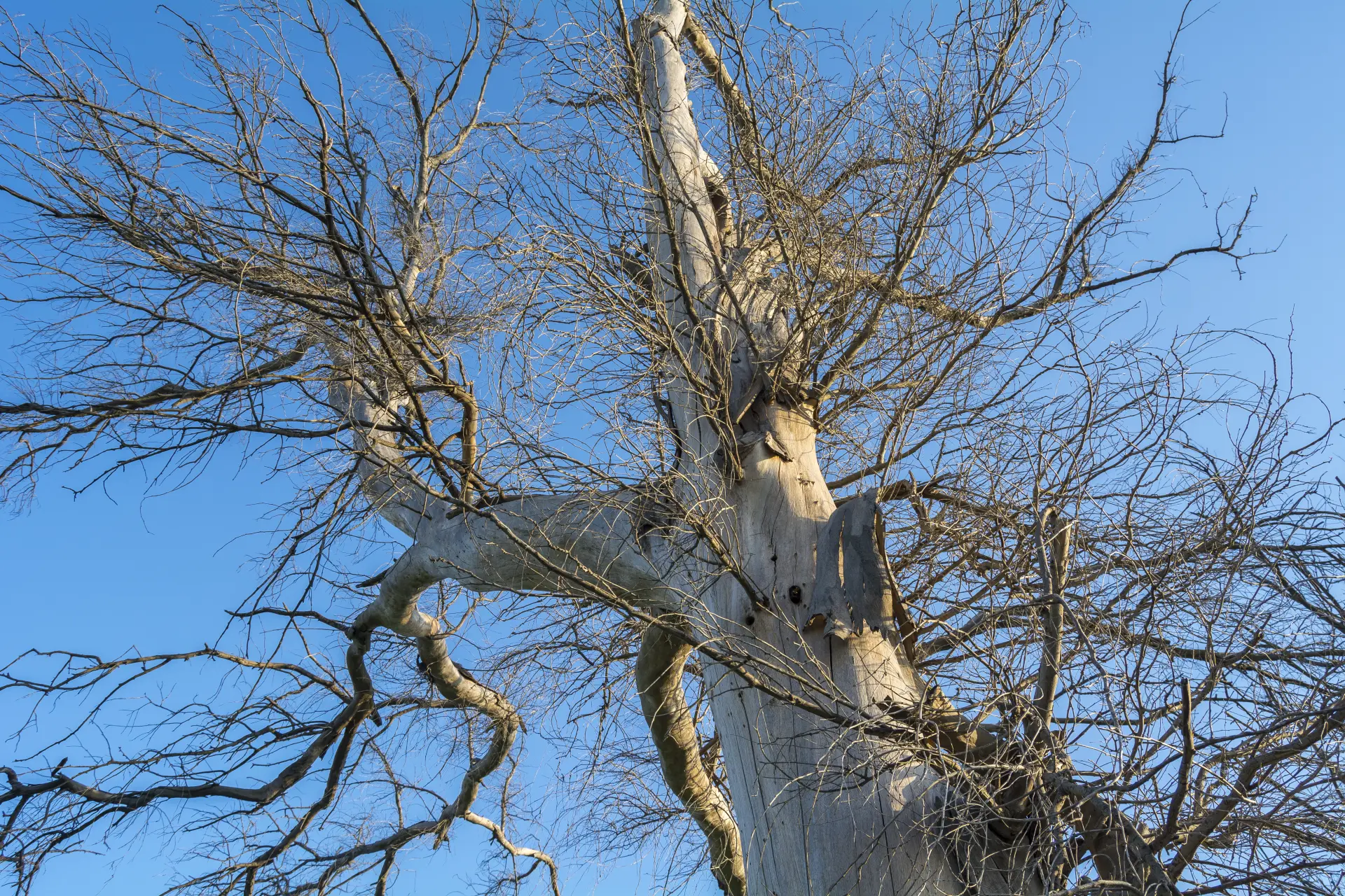 Weather and Safety Considerations - Best Time of Year for Tree Surgery