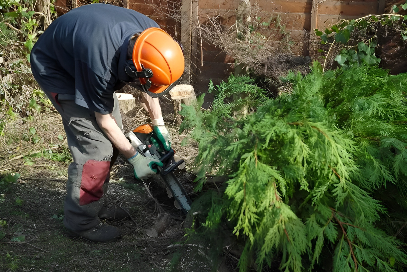 What to Expect During a Tree Surgery Visit What to Expect During a Tree Surgery Visit