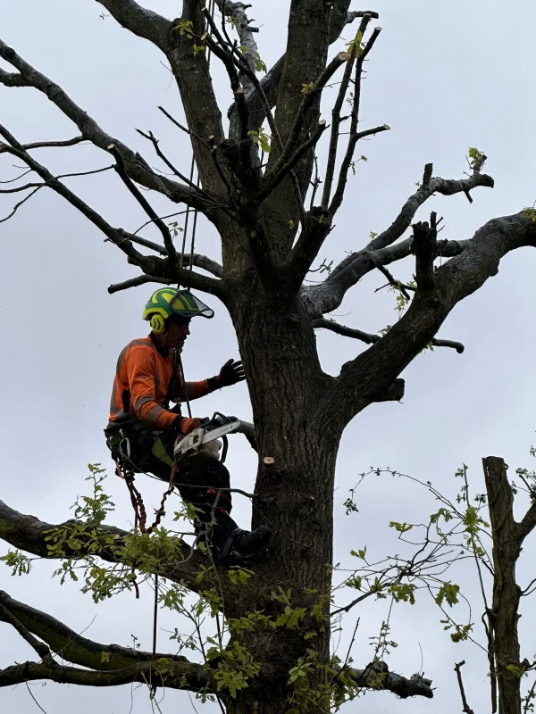 How to Tell If a Tree Needs Removing
