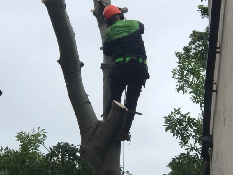 How to Tell If a Tree Needs Removing How to Tell If a Tree Needs Removing
