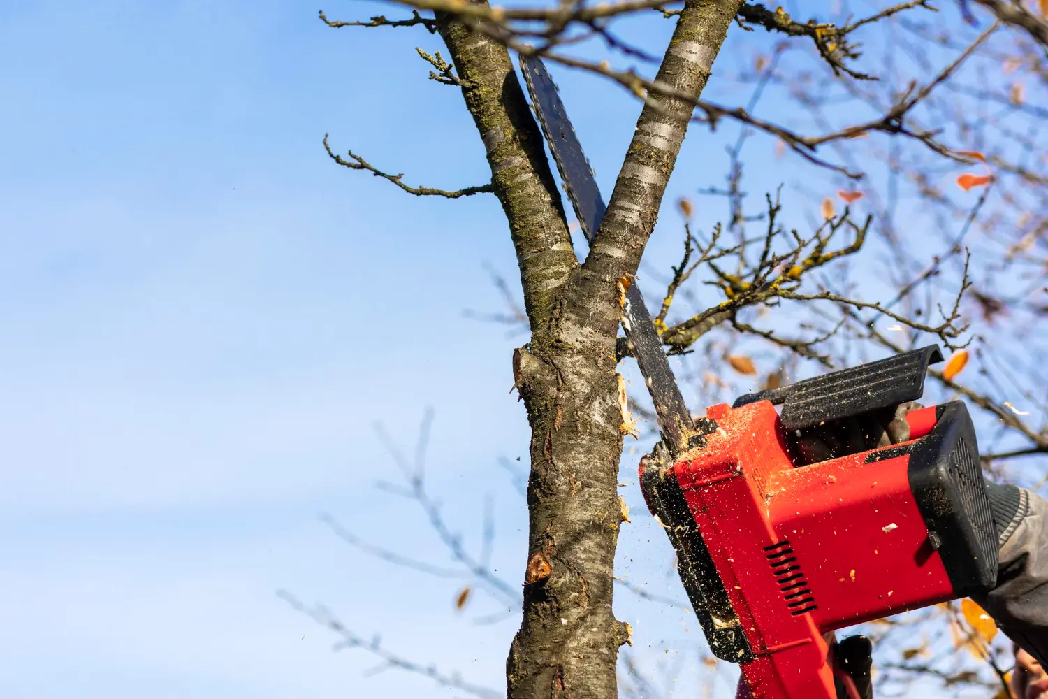 Tree Trimming Warrington, Widnes, Runcorn