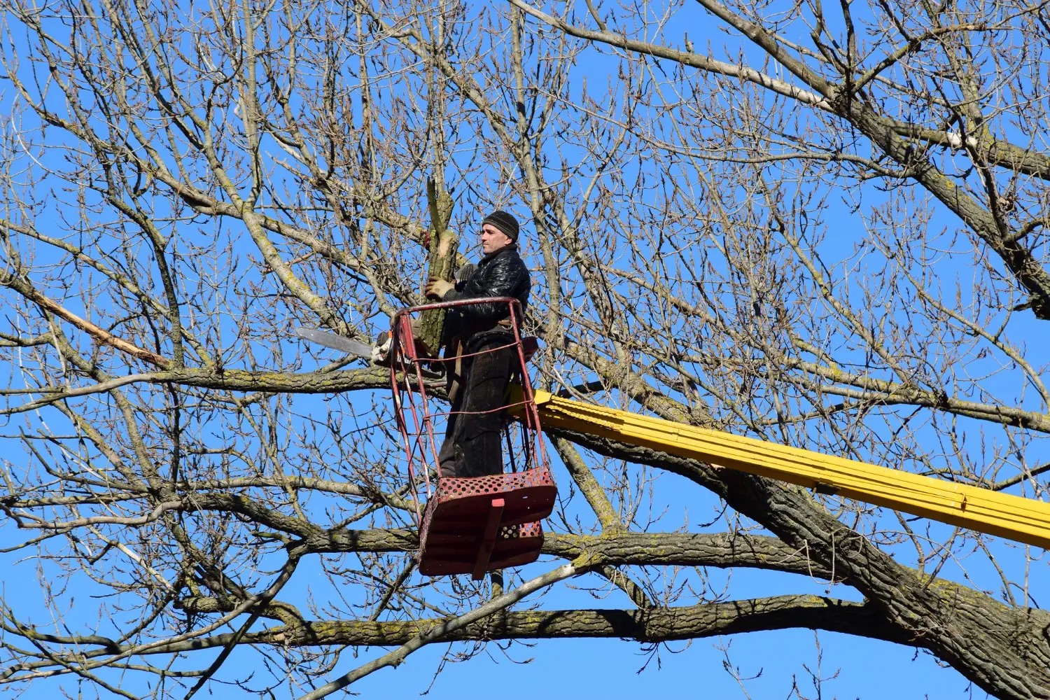 Domestic and Commercial Tree Surgery Warrington