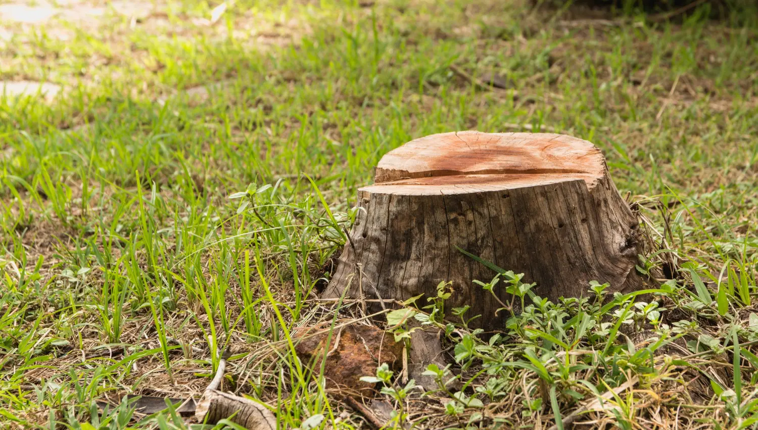 Stump Grinding Warrington, Widnes, Runcorn