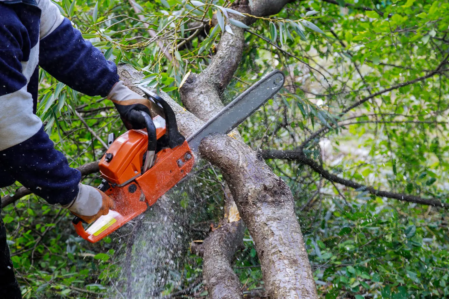 Tree Surgery Quotes in Warrington