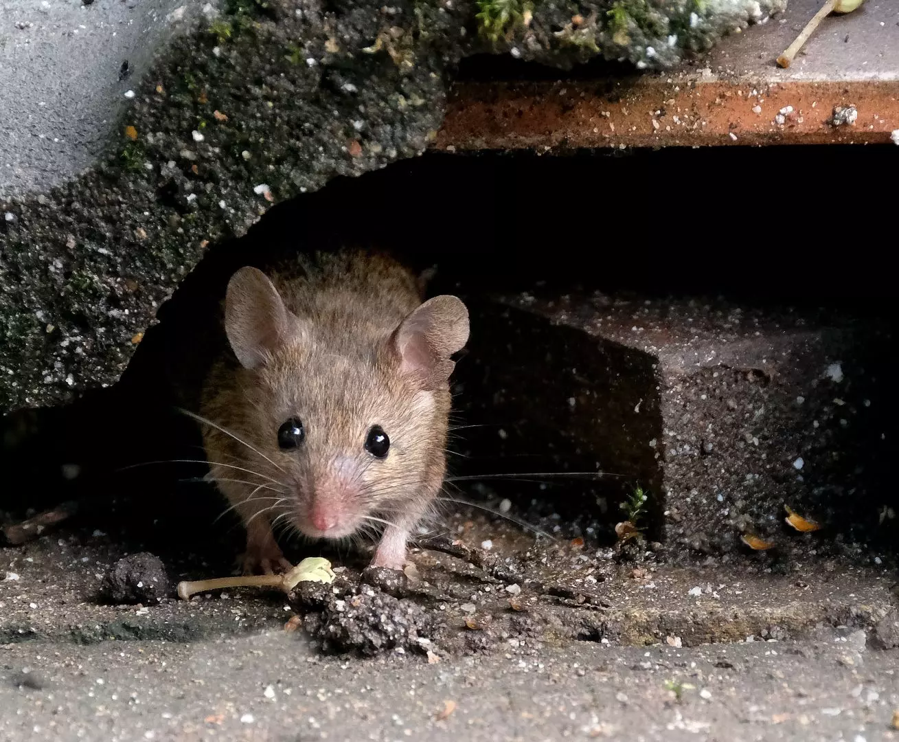 Rodent Pest Control Stone