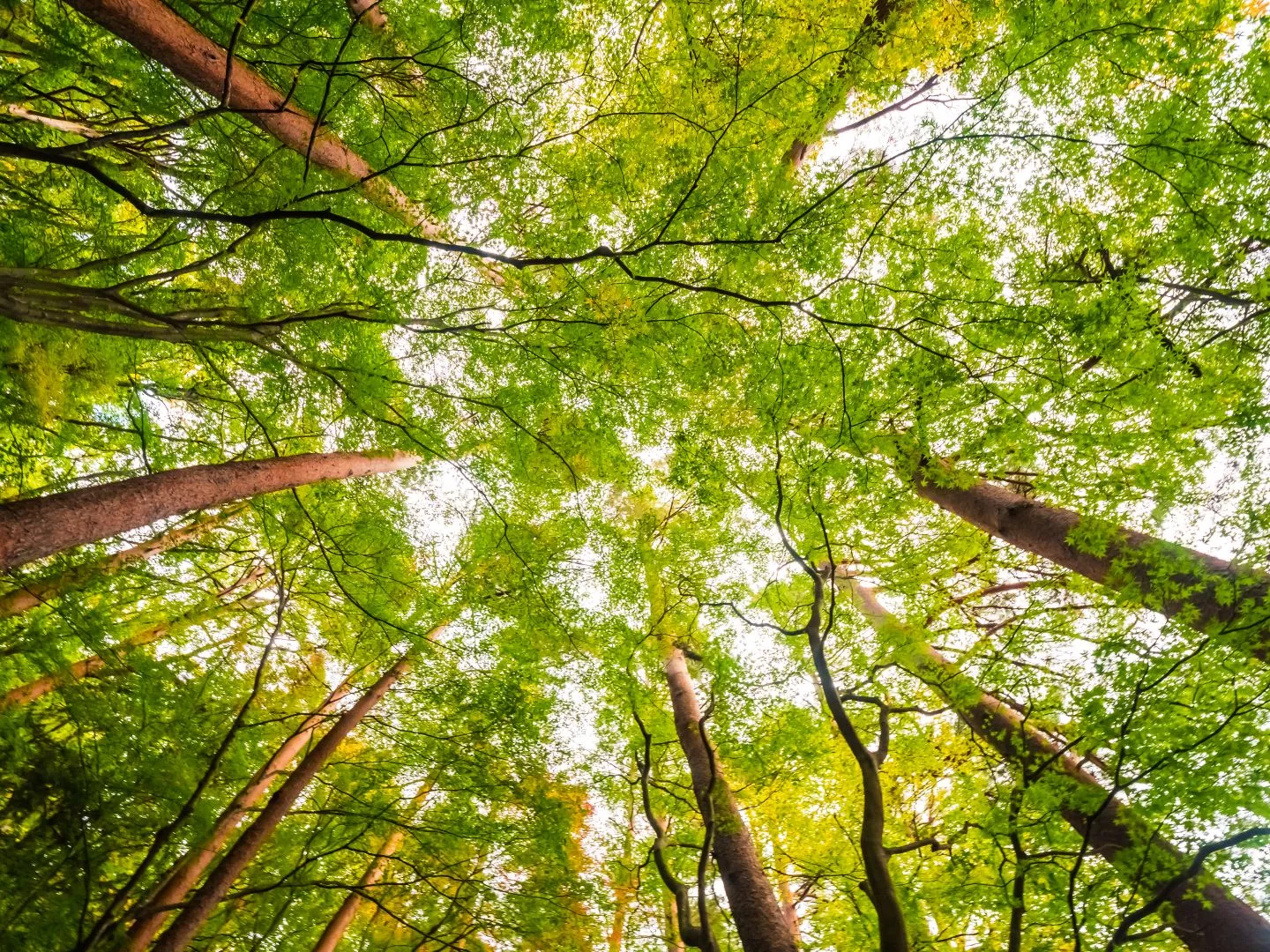 Seasonal Considerations for Harvesting Timber