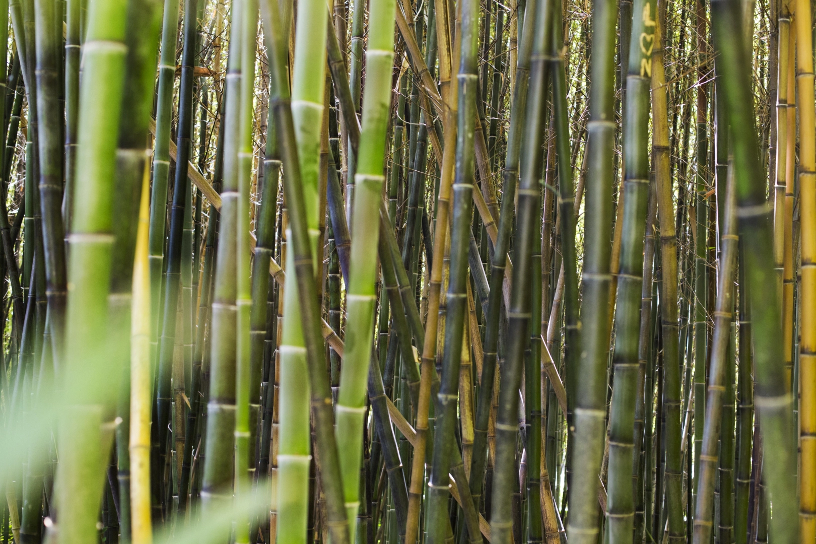 Common Types of Bamboo Growth