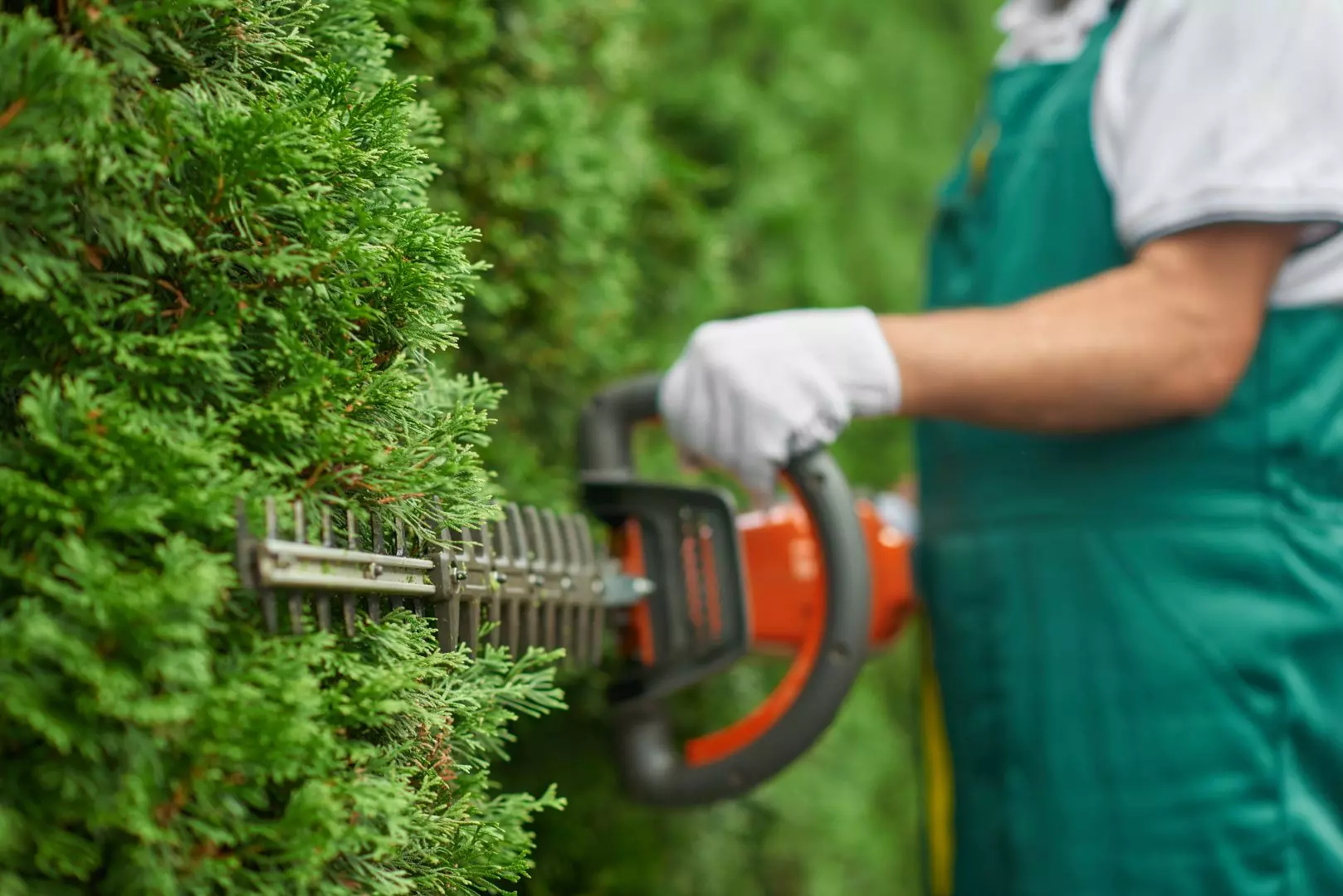 Hedge Maintenance Newbury, Donnington, Thatcham