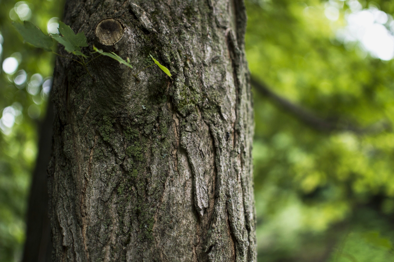 When Should You Call a Tree Surgeon?