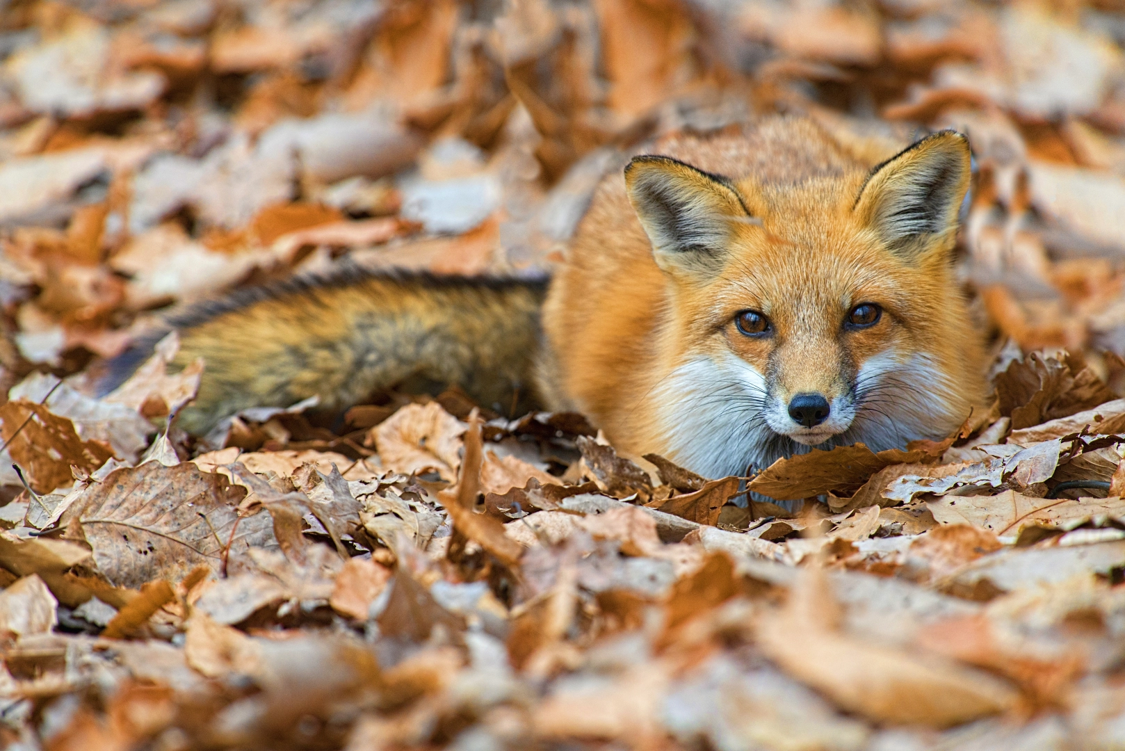 Emergency Fox Control