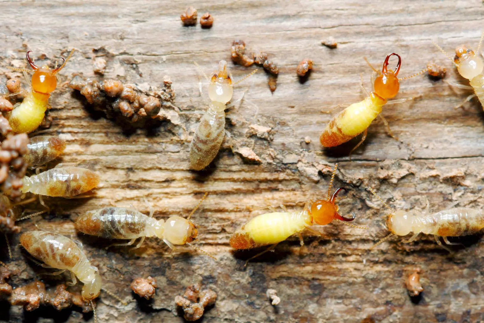 Bugs Pest Control Stone