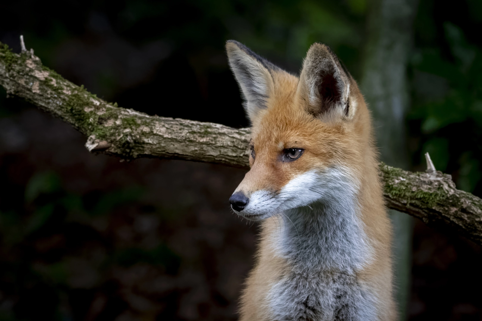Fox Pest Control Burton-on-Trent and Staffordshire | Fox treatment Services