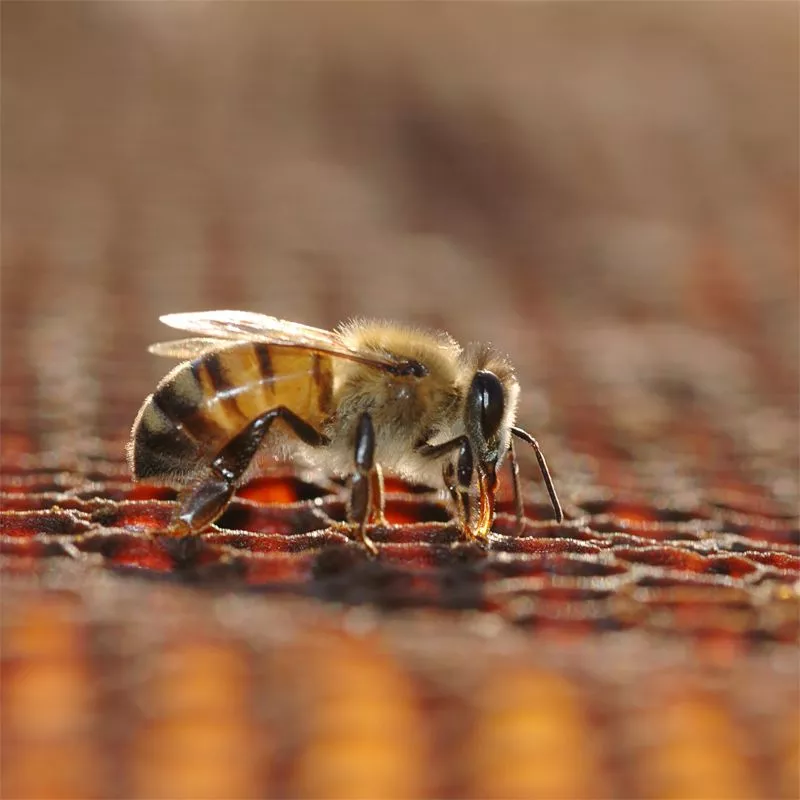 Emergency Bee Control