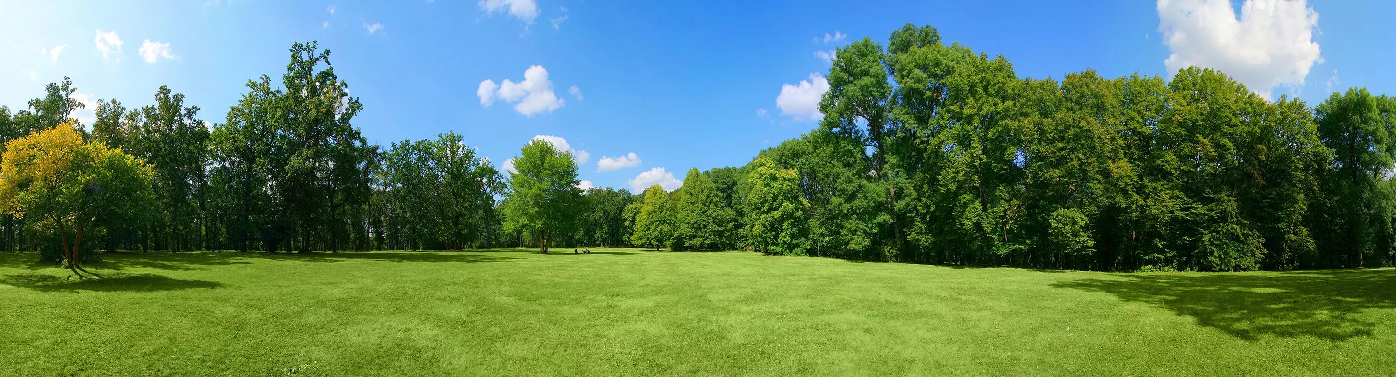 Mature trees in a park